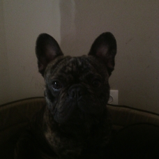 Image pour l'annonce saillie bouledogue français