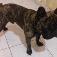 Image pour l'annonce saillie bouledogue français