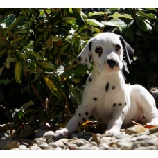 Image pour l'annonce Chiots Dalmatien a réserver