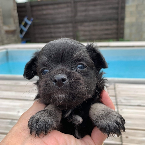 Image pour l'annonce Chiots chihuahua poils longs
