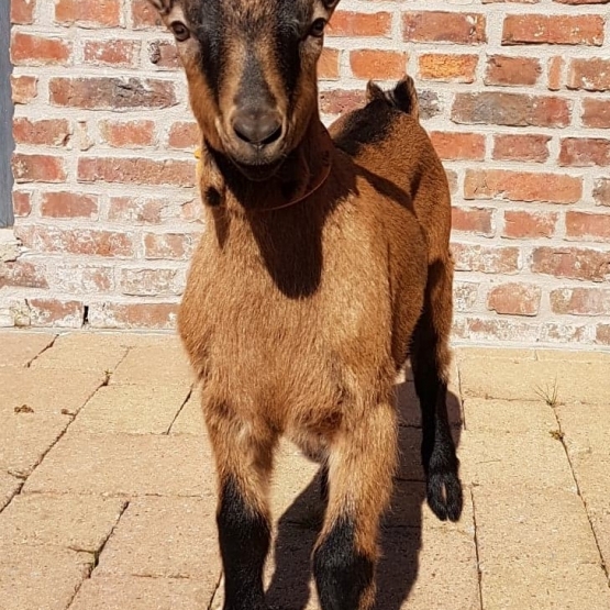 Image pour l'annonce Chevreaux mâles