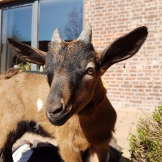 Image pour l'annonce Chevreaux mâles