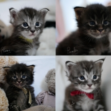 Image pour l'annonce Vends Adorables chatons Maine Coon (LOOF)