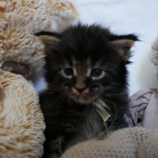 Image pour l'annonce Vends Adorables chatons Maine Coon (LOOF)