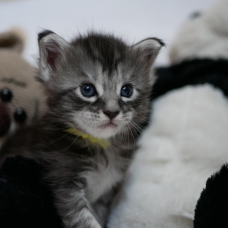 Image pour l'annonce Vends Adorables chatons Maine Coon (LOOF)