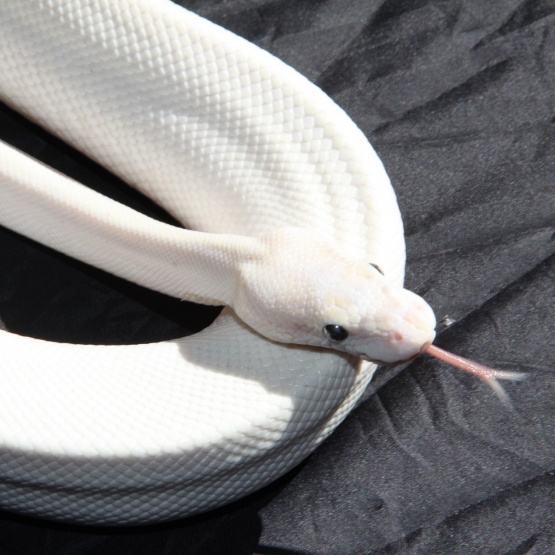 Image pour l'annonce boa, python, orthrio