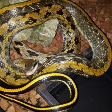 Image pour l'annonce boa, python, orthrio