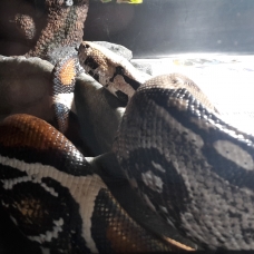 Image pour l'annonce boa, python, orthrio