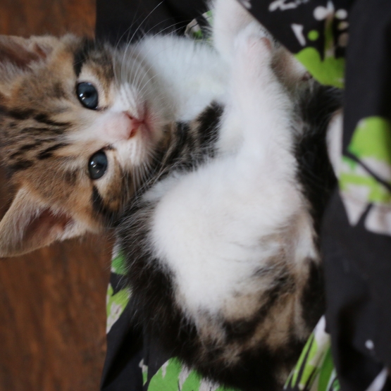 Image pour l'annonce Chatons adorables à donner à Vallon Pont d’Arc