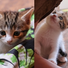 Image pour l'annonce Chatons adorables à donner à Vallon Pont d’Arc