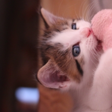 Image pour l'annonce Chatons adorables à donner à Vallon Pont d’Arc