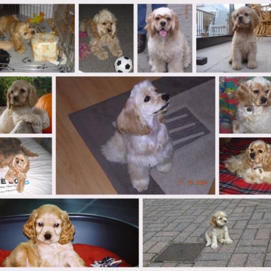 Image pour l'annonce Chiots american cocker spaniel dispo de suite