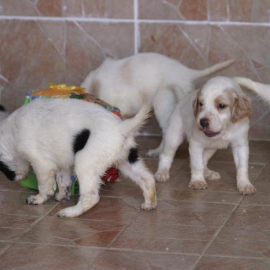 Image pour l'annonce Disponible 2 chiots setter anglais LOF