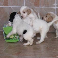 Image pour l'annonce Disponible 2 chiots setter anglais LOF
