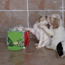 Image pour l'annonce Disponible 2 chiots setter anglais LOF