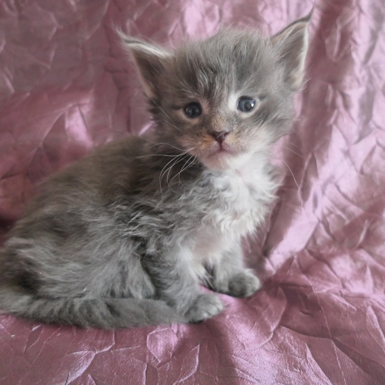 Image pour l'annonce Chatons maine coon mâles Loof