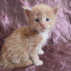 Image pour l'annonce Chatons maine coon mâles Loof
