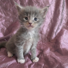 Image pour l'annonce Chatons maine coon mâles Loof