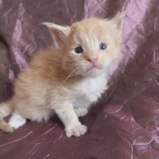 Image pour l'annonce Chatons maine coon mâles Loof