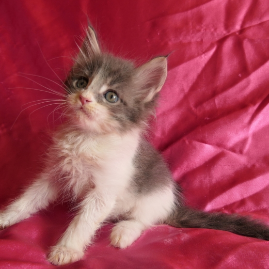 Image pour l'annonce Chaton maine coon bleu et blanc Loof