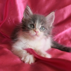 Image pour l'annonce Chaton maine coon bleu et blanc Loof