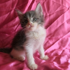 Image pour l'annonce Chaton maine coon bleu et blanc Loof