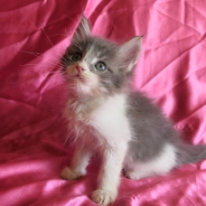 Image pour l'annonce Chaton maine coon bleu et blanc Loof