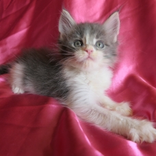 Image pour l'annonce Chaton maine coon bleu et blanc Loof