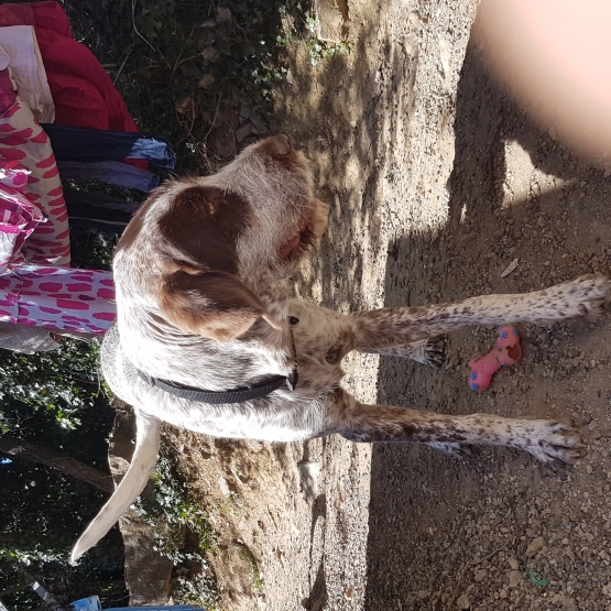 Image pour l'annonce Donne chien de 10 mois