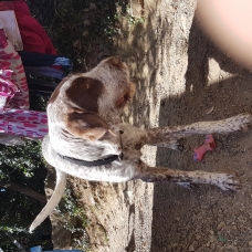 Image pour l'annonce Donne chien de 10 mois