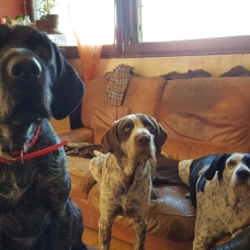 Image pour l'annonce Donne chien de 10 mois