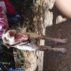 Image pour l'annonce Donne chien de 10 mois