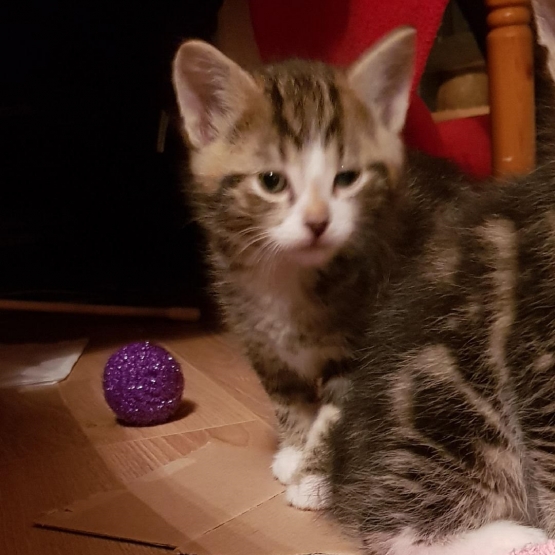 Image pour l'annonce Donne chaton