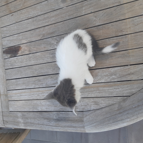 Image pour l'annonce chaton à donner