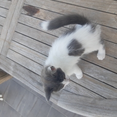 Image pour l'annonce chaton à donner