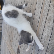 Image pour l'annonce chaton à donner