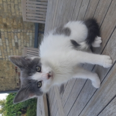 Image pour l'annonce chaton à donner