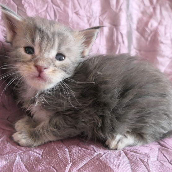Image pour l'annonce Superbes chatons maine coon Loof