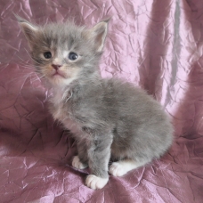 Image pour l'annonce Superbes chatons maine coon Loof