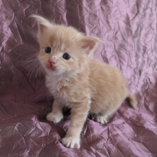 Image pour l'annonce Superbes chatons maine coon Loof