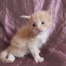 Image pour l'annonce Superbes chatons maine coon Loof