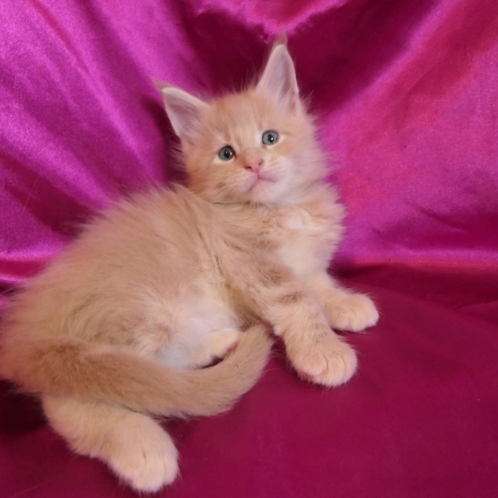 Image pour l'annonce Chatons maine coon mâles et femelle