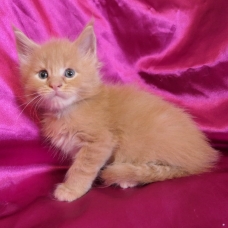 Image pour l'annonce Chatons maine coon mâles et femelle
