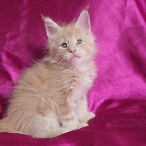 Image pour l'annonce Chatons maine coon mâles