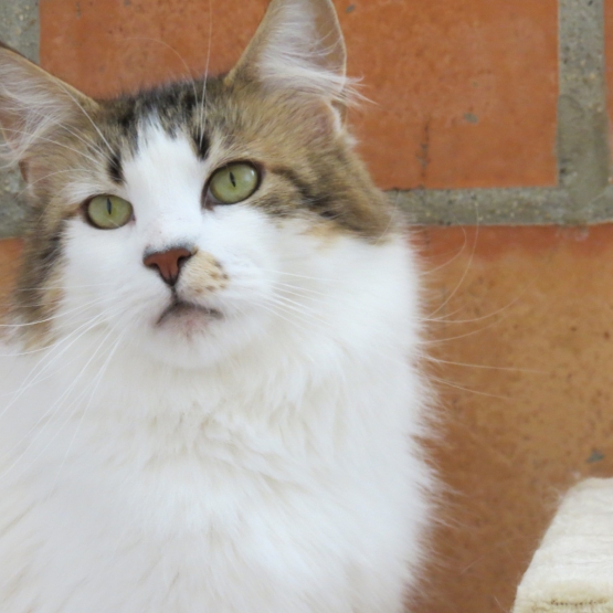 Image pour l'annonce Superbe femelle Maine coon