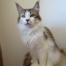 Image pour l'annonce Superbe femelle Maine coon