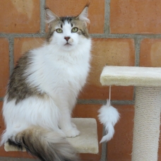 Image pour l'annonce Superbe femelle Maine coon