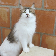 Image pour l'annonce Superbe femelle Maine coon