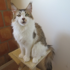 Image pour l'annonce Superbe femelle Maine coon