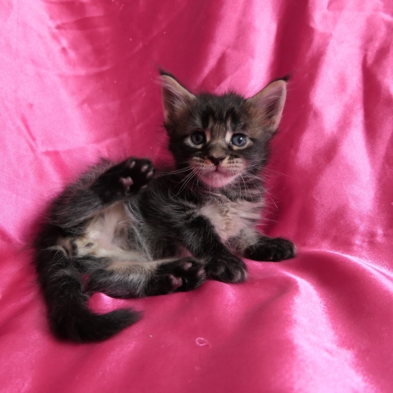 Image pour l'annonce Chatons maine coon blue et brown Loof